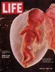 life-cover